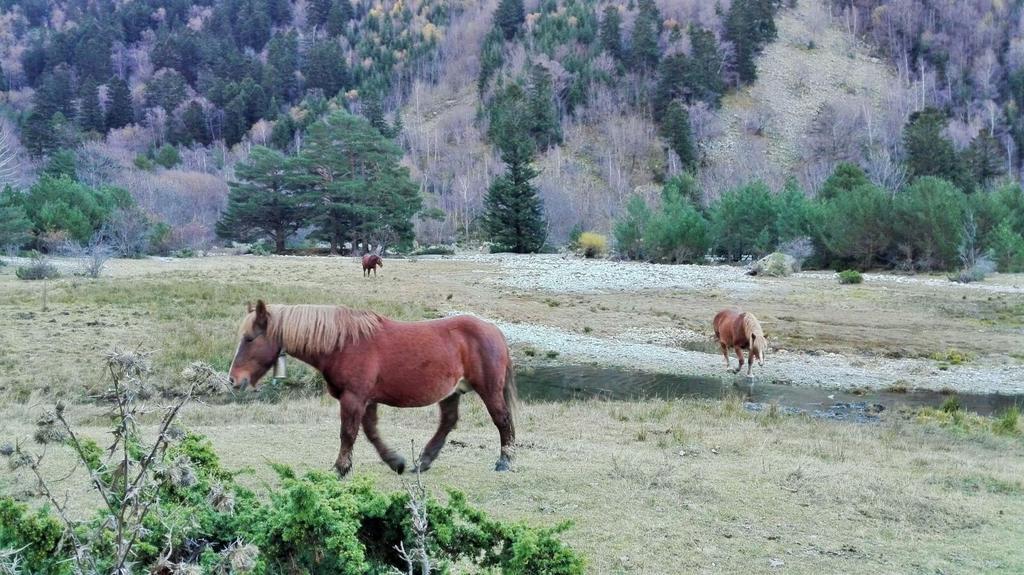 Sisquet Apartaments Erillavall Exteriér fotografie